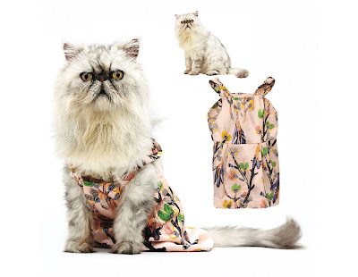 fashionable-cats-05.