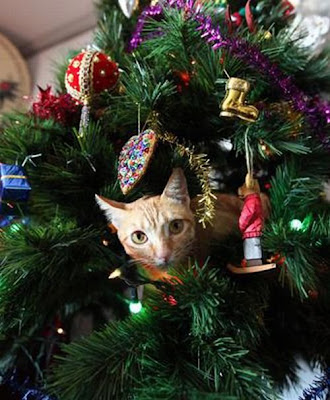 Funny cat and christmas
