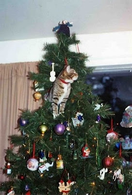 Funny cat and christmas tree gallery