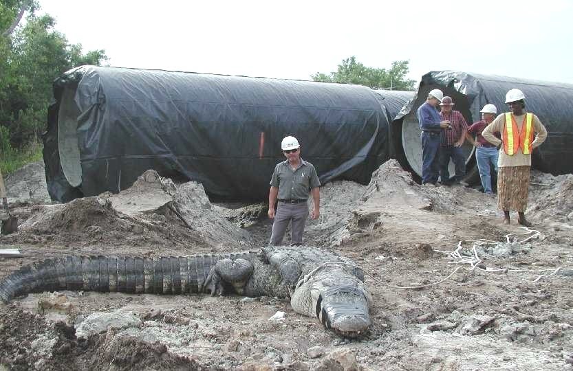 Crocodile Eating Man