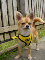 Zac is a 10 month old Red and Cream Longcoat Chihuahua