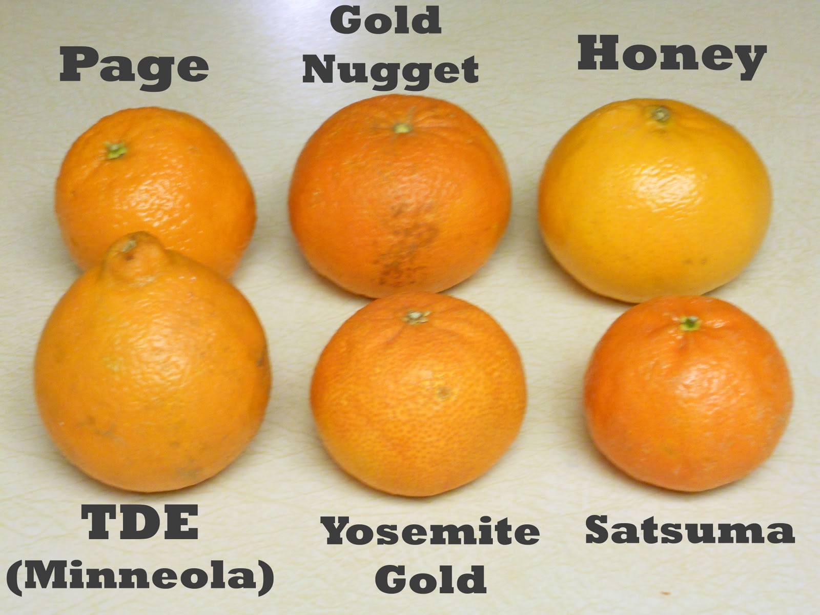 Tangerines vs Oranges: How Are They Different?
