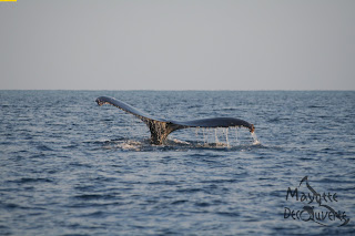 rencontre sur mayotte