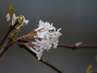 Spring has come and planst starts giving flower