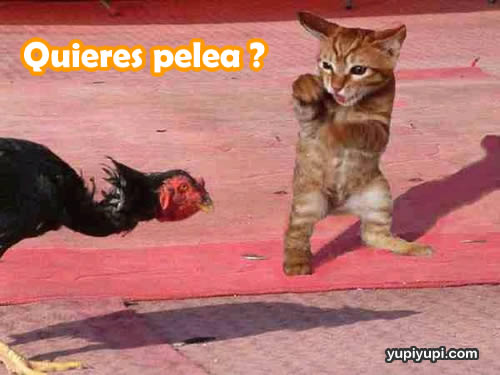 ¿Quién es el mas troller de todo el foro? - gatito-peleonero