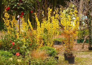 Primavera au jardin des plantes