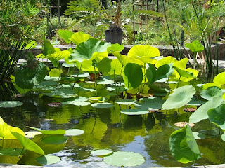 Montpellier et son jardin des plantes