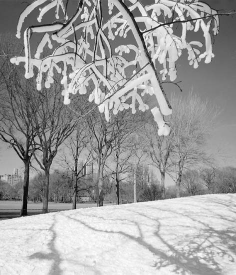 [new-york-central-park-snow-ice-429808.jpg]