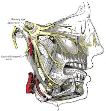 Detailed View of Trigeminal Nerve Shown In Yellow