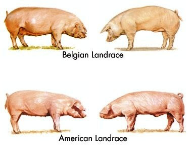 White Pigs y White lop ears: Raza Porcina o de Cerdo Landrace Cerdo y Cerda American y Belgian Landrace para prolificidad