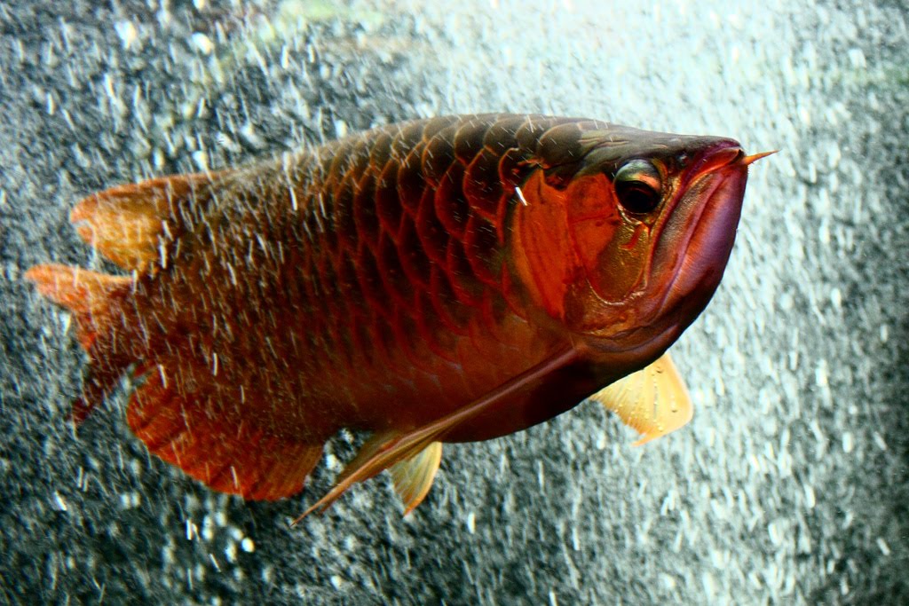 Arowana The Fish of God | Exotic Tropical Ornamental Fish Photos With