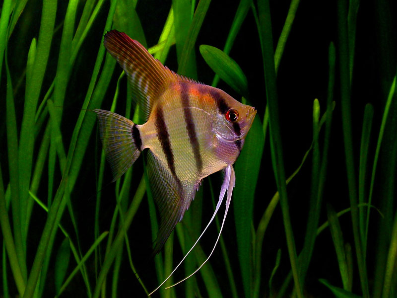 Beautiful Maanvis Pictures Angel Fish Exotic Tropical Ornamental