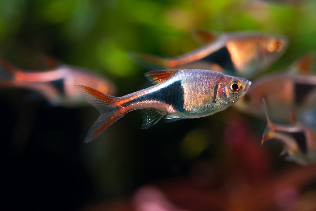 Best Food For Rasboras Best Food For Rasboras