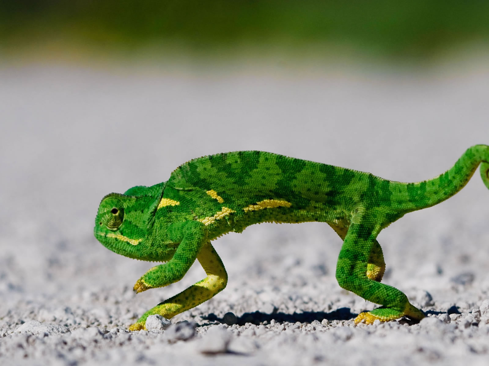 http://4.bp.blogspot.com/_fy4blLNBa0M/TOC2DuTL4dI/AAAAAAAALUY/HfLTQGkZs00/s1600/dancing-lizard-background-1600x1200-1006036.jpg