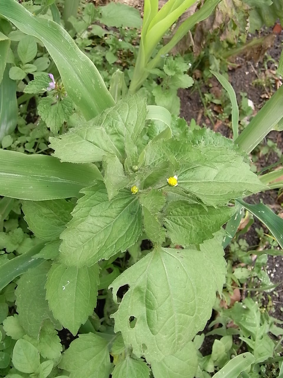 Mauvaises Herbes