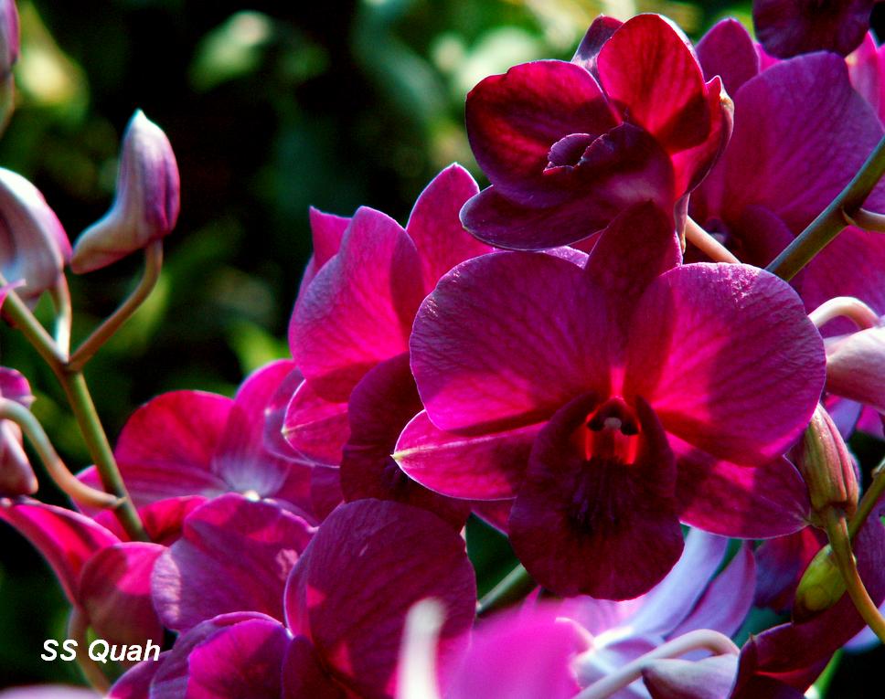 [20090531-FloraFair-Orchid05.JPG]