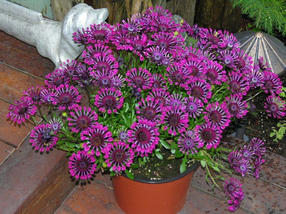Osteospermum Annual Or Perennial Uk - Osteospermum Perennial Varieties