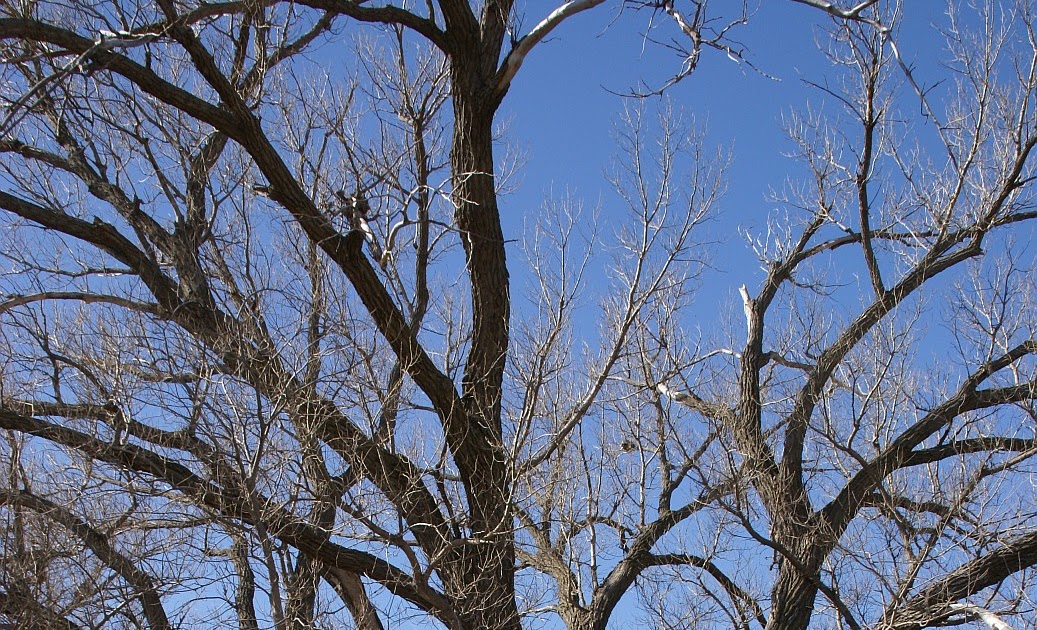 Larry Hornbaker's Travel Notes Kansas Cottonwood Trees