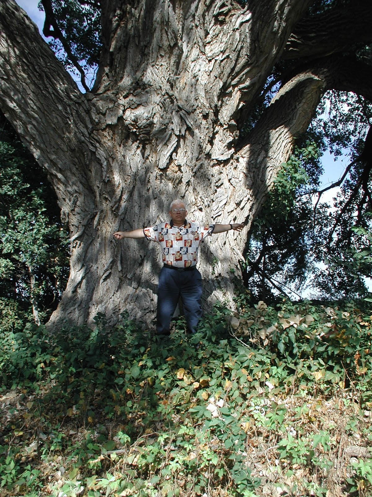 Larry Hornbaker's Travel Notes Kansas Cottonwood Trees