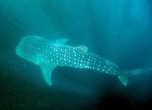 My Whale Shark