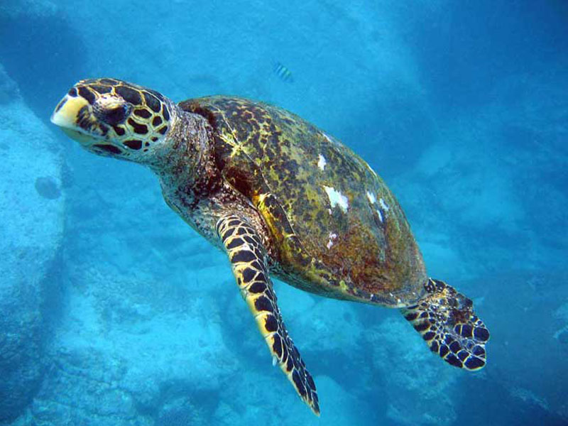 las tortugas marinas