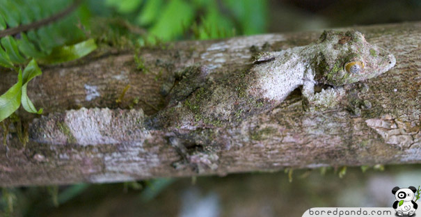 Jumla Photography: 20 Amazing Examples of Animal Camouflage Jumla Photography: 20 Amazing Examples of Animal Camouflage