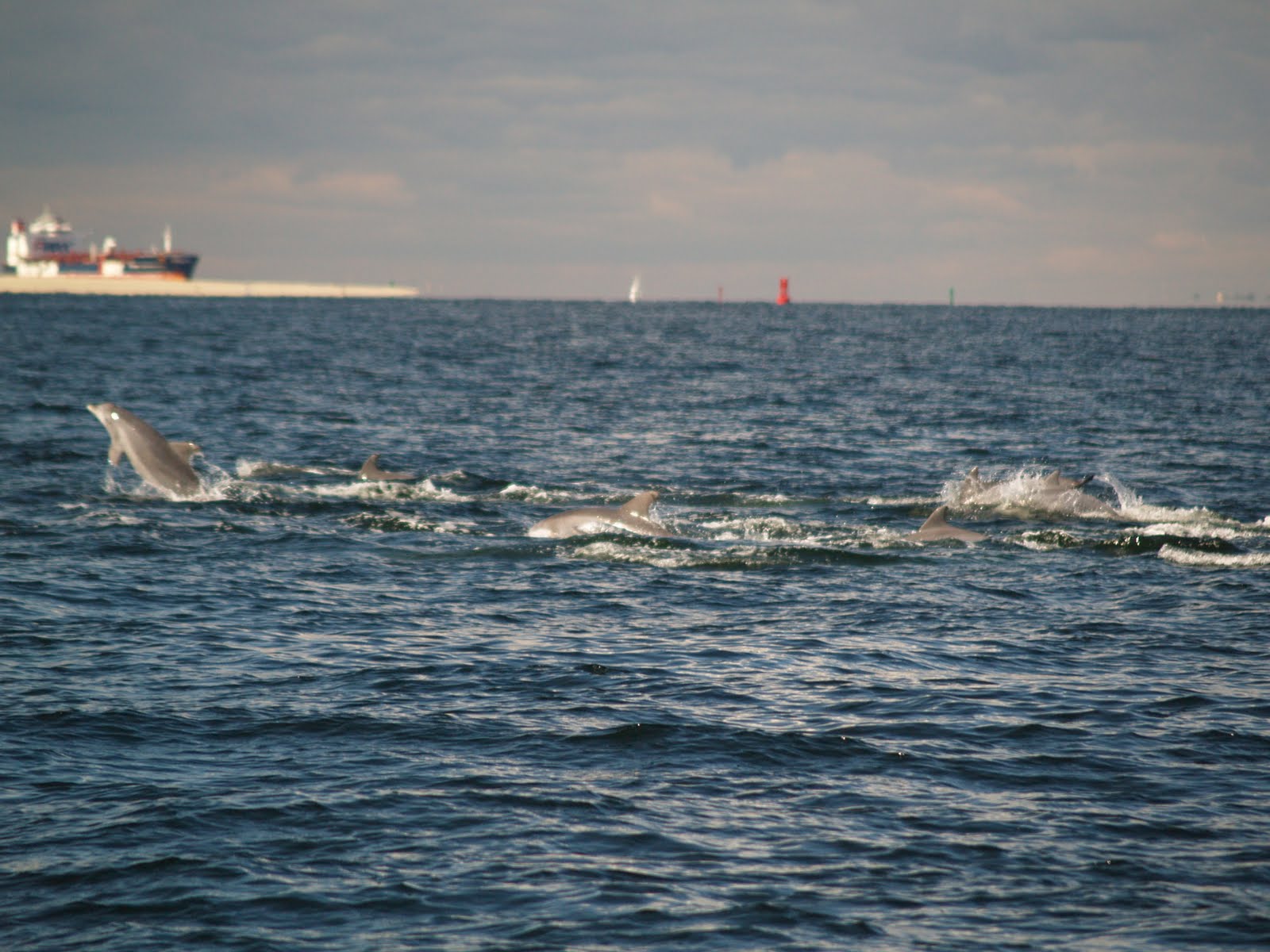 [dolphins+1.JPG]