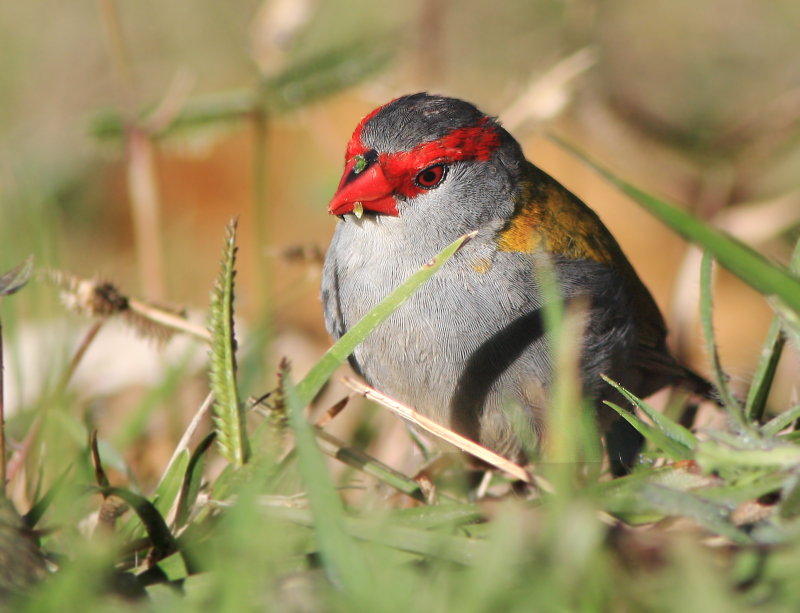 [rbfin800IMG_3475.jpg]