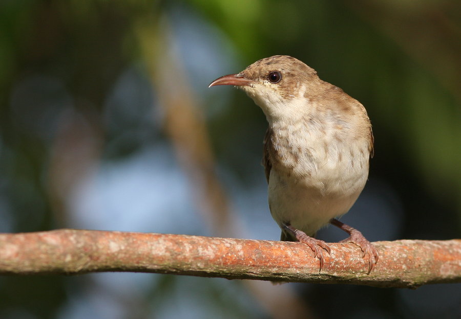 [bbhe900redoIMG_2162.JPG]