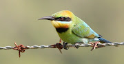 Yesterday, chased inflight images of Rainbow Beeeaters (Merops ornatus) in . (rainbe img )
