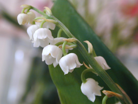 [muguet.jpg]