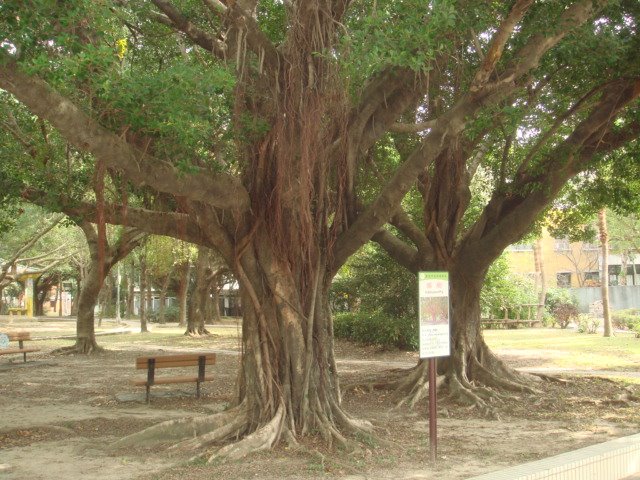[Indian+Laurel+Fig+1.JPG]