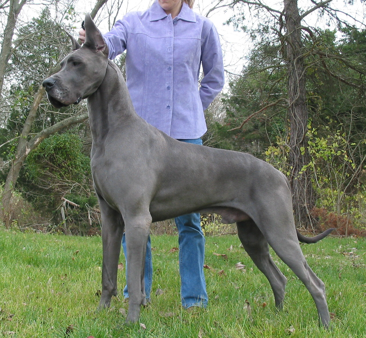 what a great dane