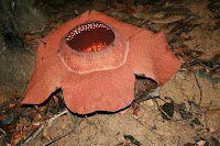 Rafflesia kerrii blooming