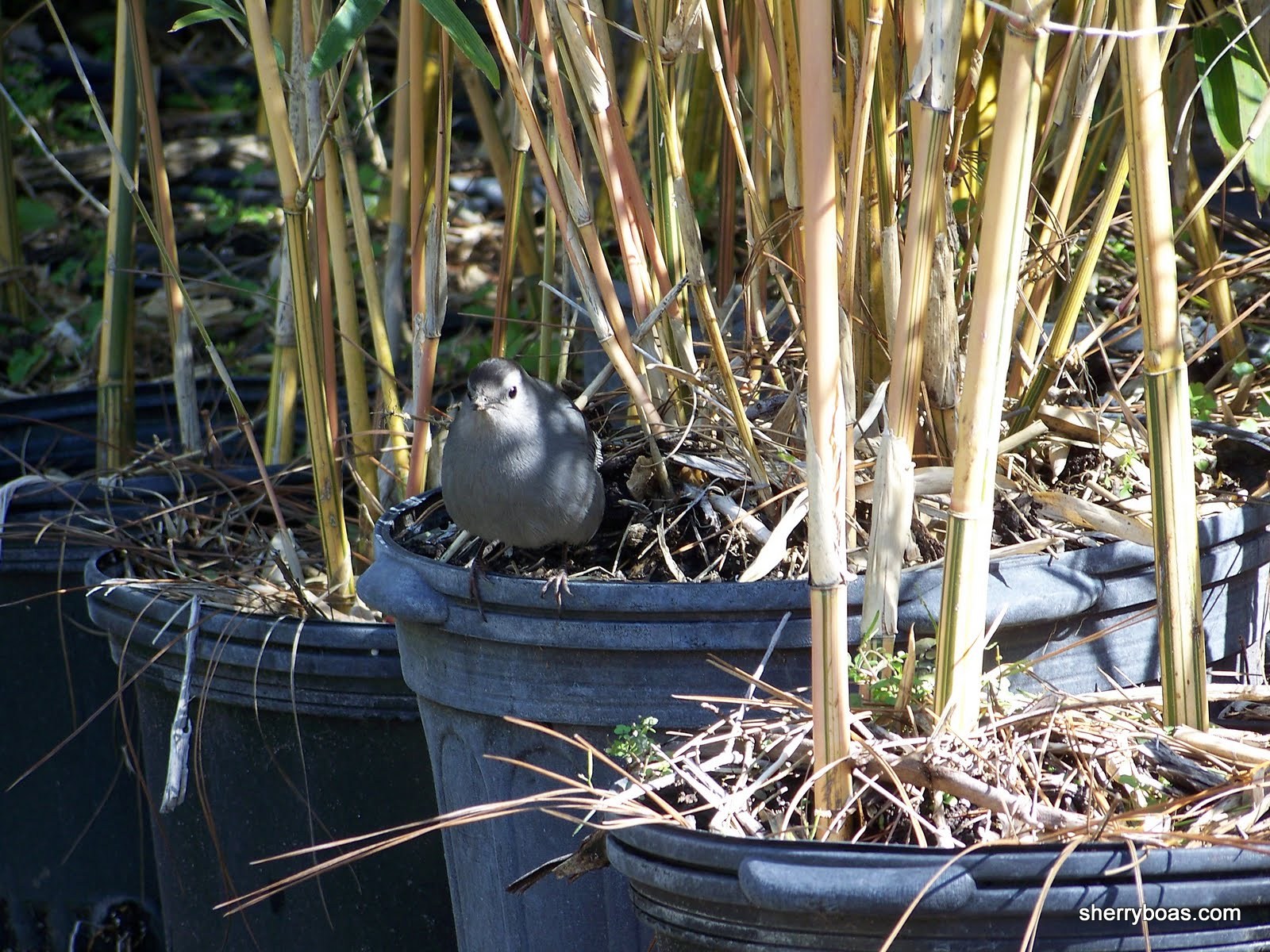 [catbird+in+bamboo+nursery+001.jpg]