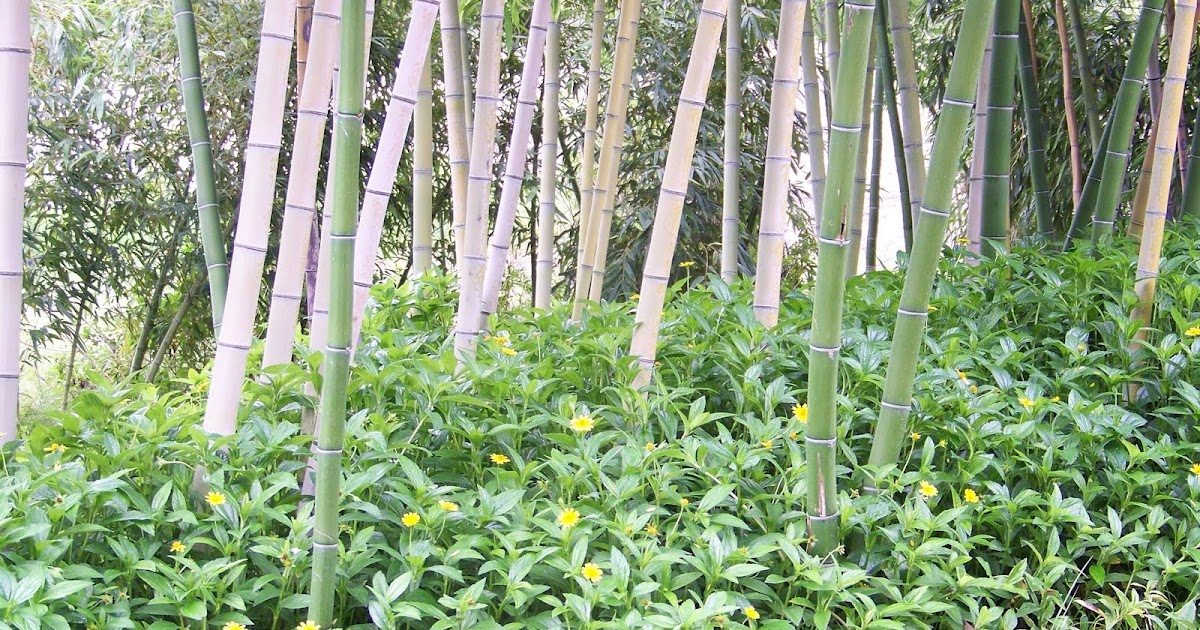 Beautiful Bamboo How to control weeds in the bamboo