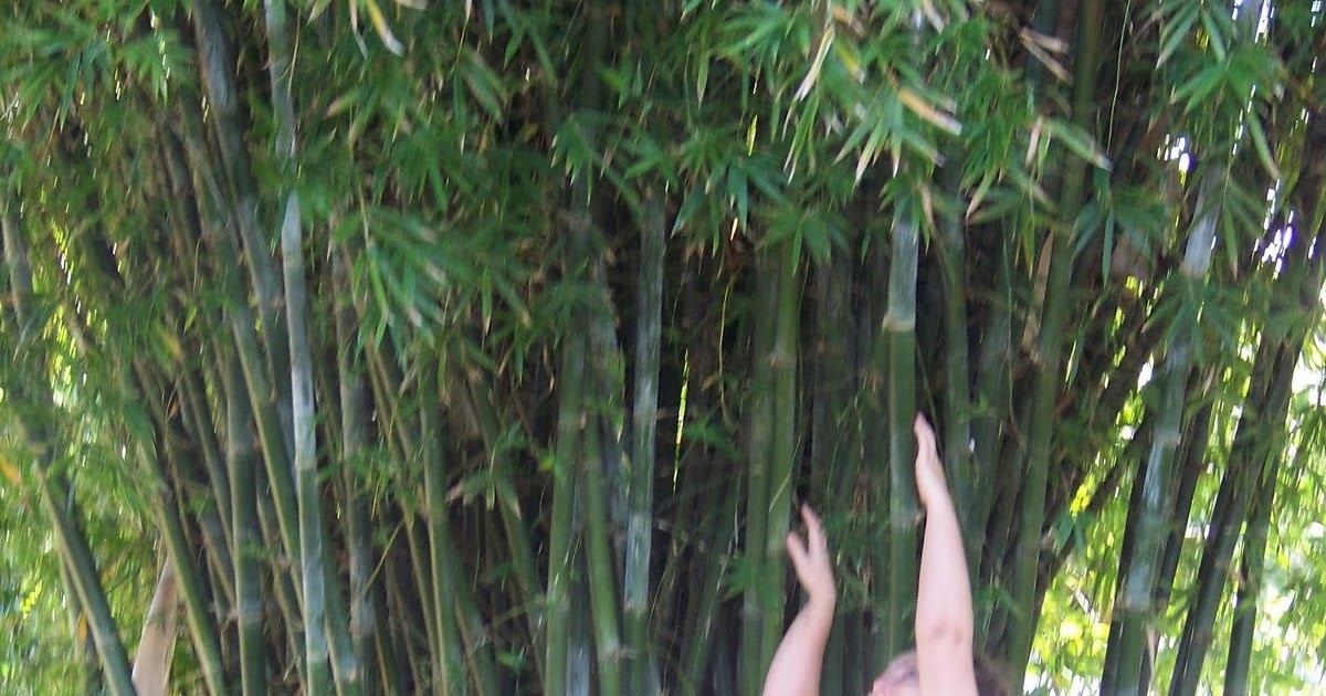 Beautiful Bamboo Photos of Seabreeze Midsize Timber Bamboo Bambusa