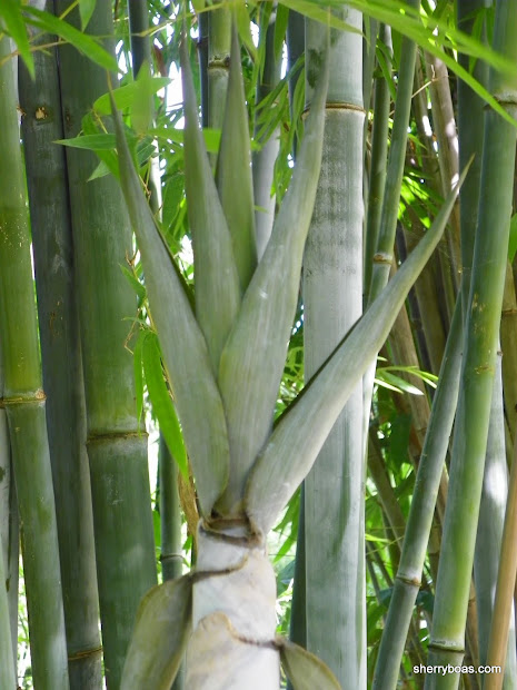 beautiful bamboo blue timber