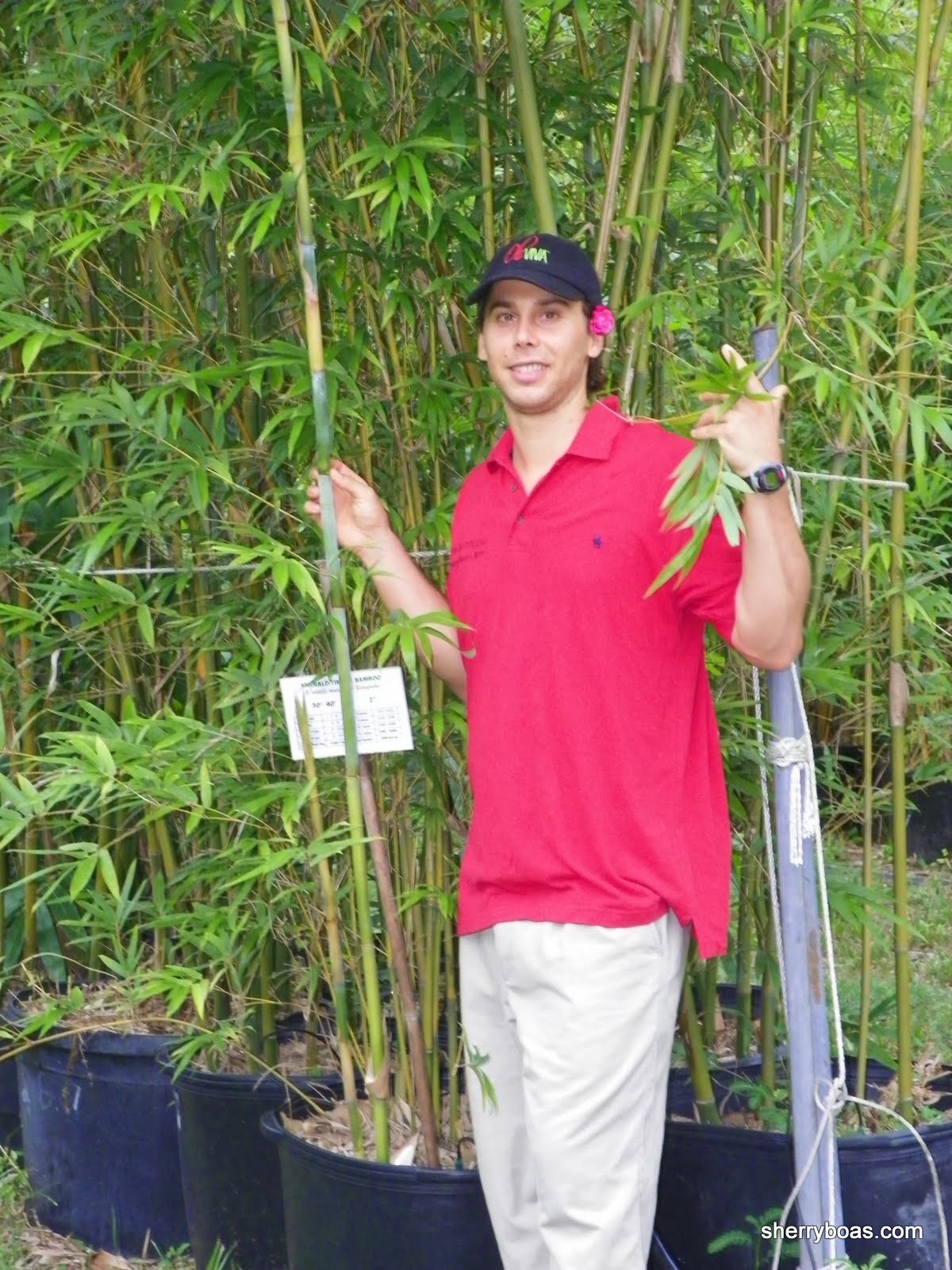 Bamboo in large containers Bamboo from Florida for Privacy & Beauty