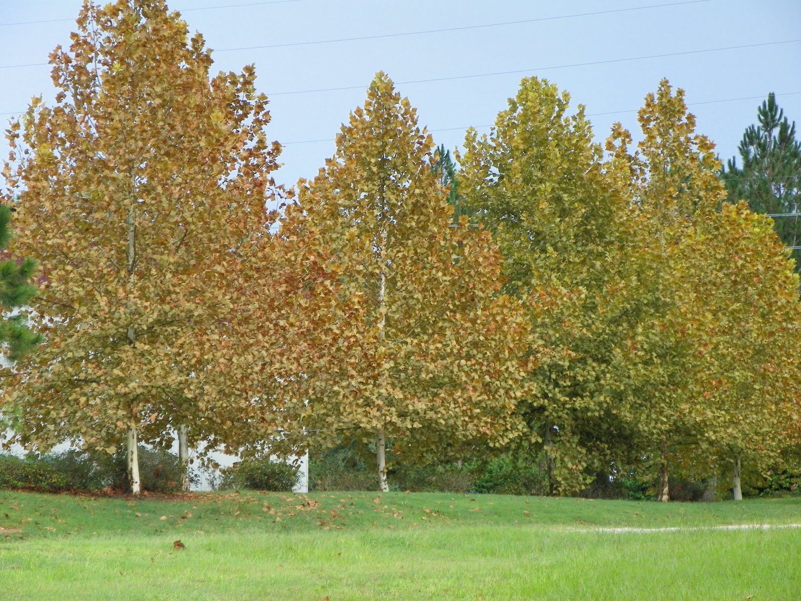 Simply Living London plane trees offer first sign autumn is near