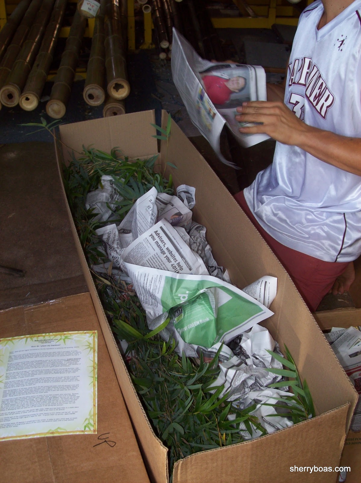 Shipping live plants Bamboo from Florida for Privacy & Beauty. Fast