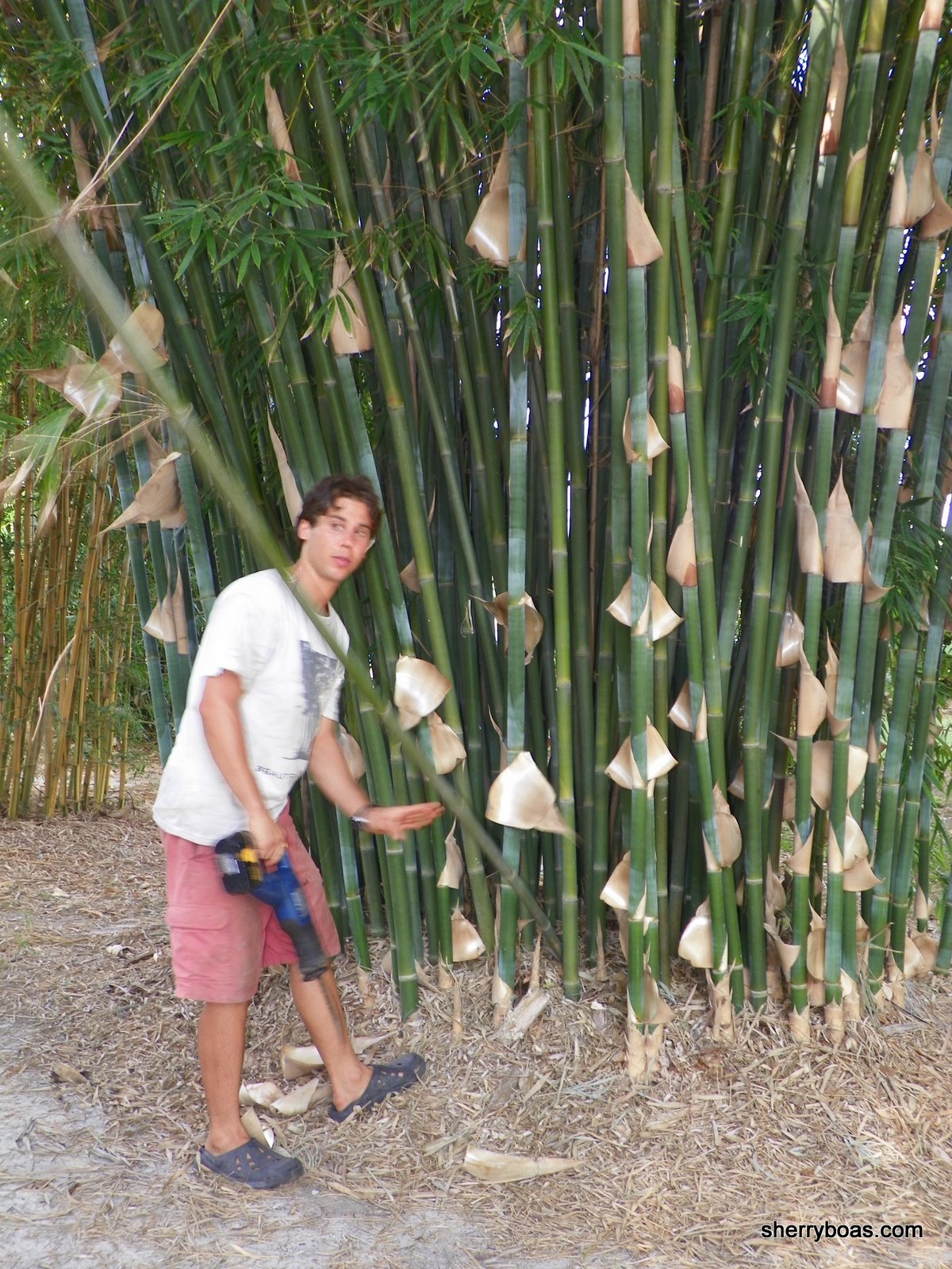 Freshly cut green poles Bamboo from Florida for Privacy & Beauty