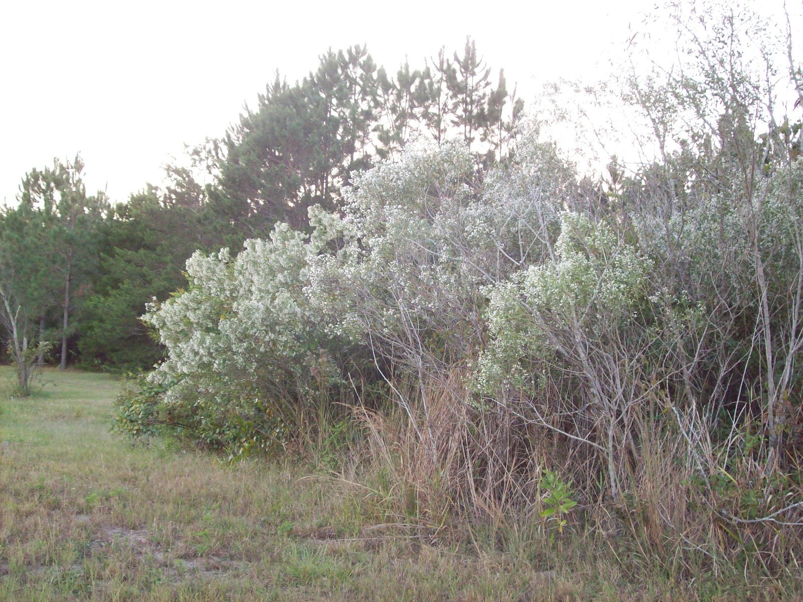 Simply Living Cottony Groundsel Blooms Of Winter Are Florida S