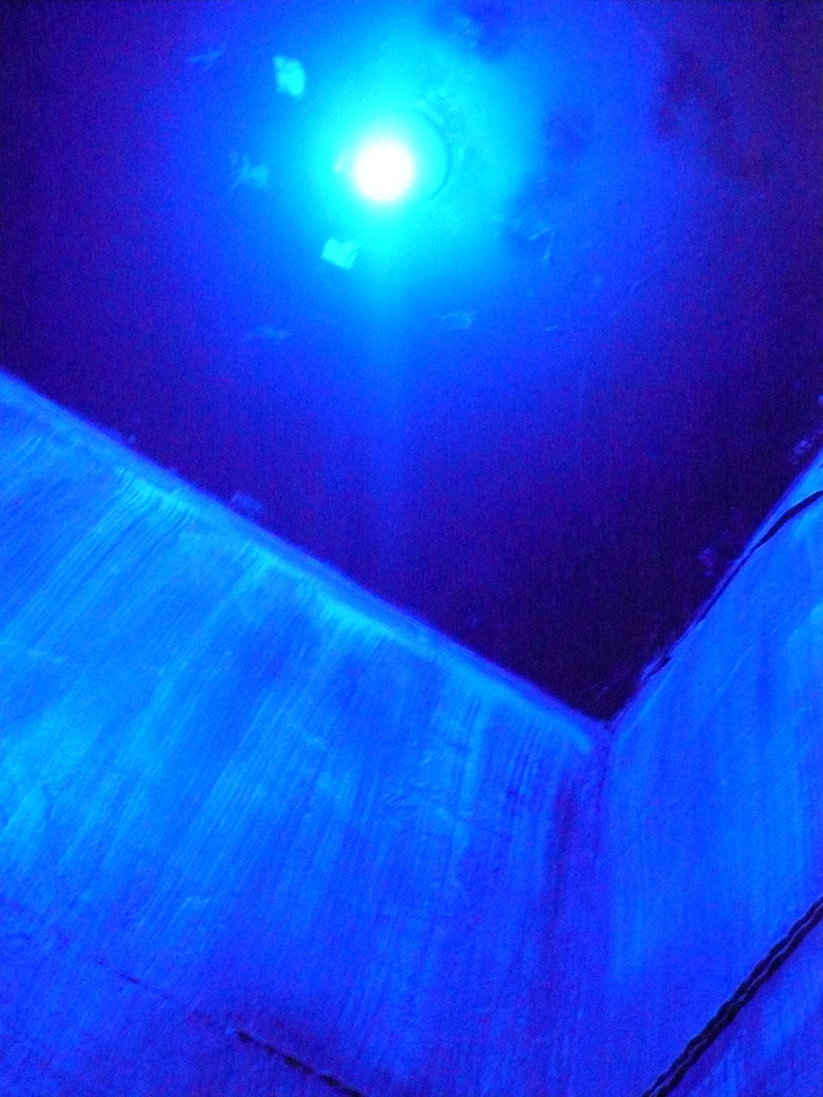 [bourgeois+pig03-with+light.JPG]