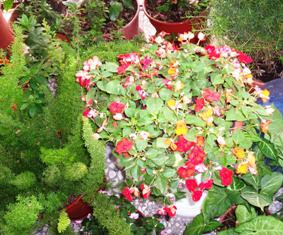 FLORES Y PLANTAS SANAS EN ALMA Y VIDA SANA