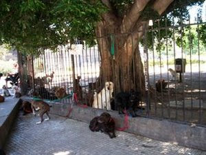 PLAZAS BELGRANO Y FACULTAD MEDICINA - LEGISLADORES Y CONCEJALES DE LA PARRILLADA, LA DELEGACIÓN