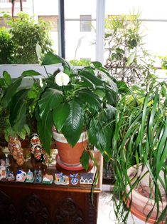 Plantas lin febrero