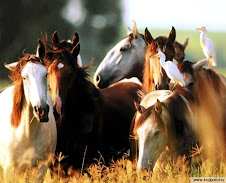 CABALLOS