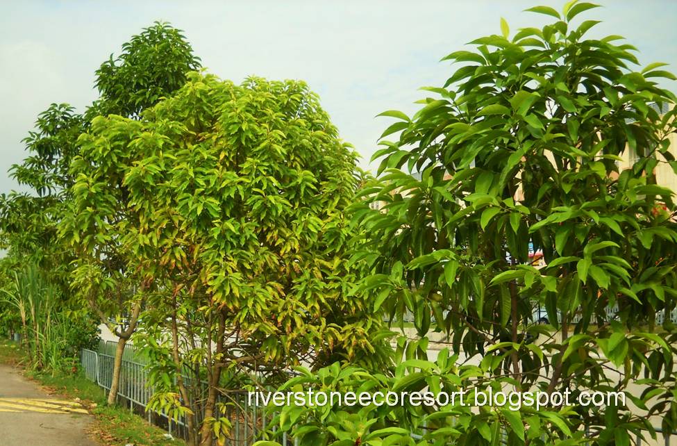 Pokok cempaka kuning