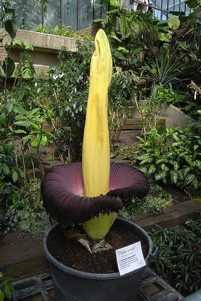 Big Stinky Flower